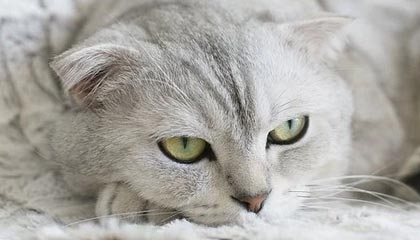 kaiyun开云·官方网站-中超联赛中国队战平 球员表现稳健，中超联赛中国队战平 球员表现稳健还是稳定